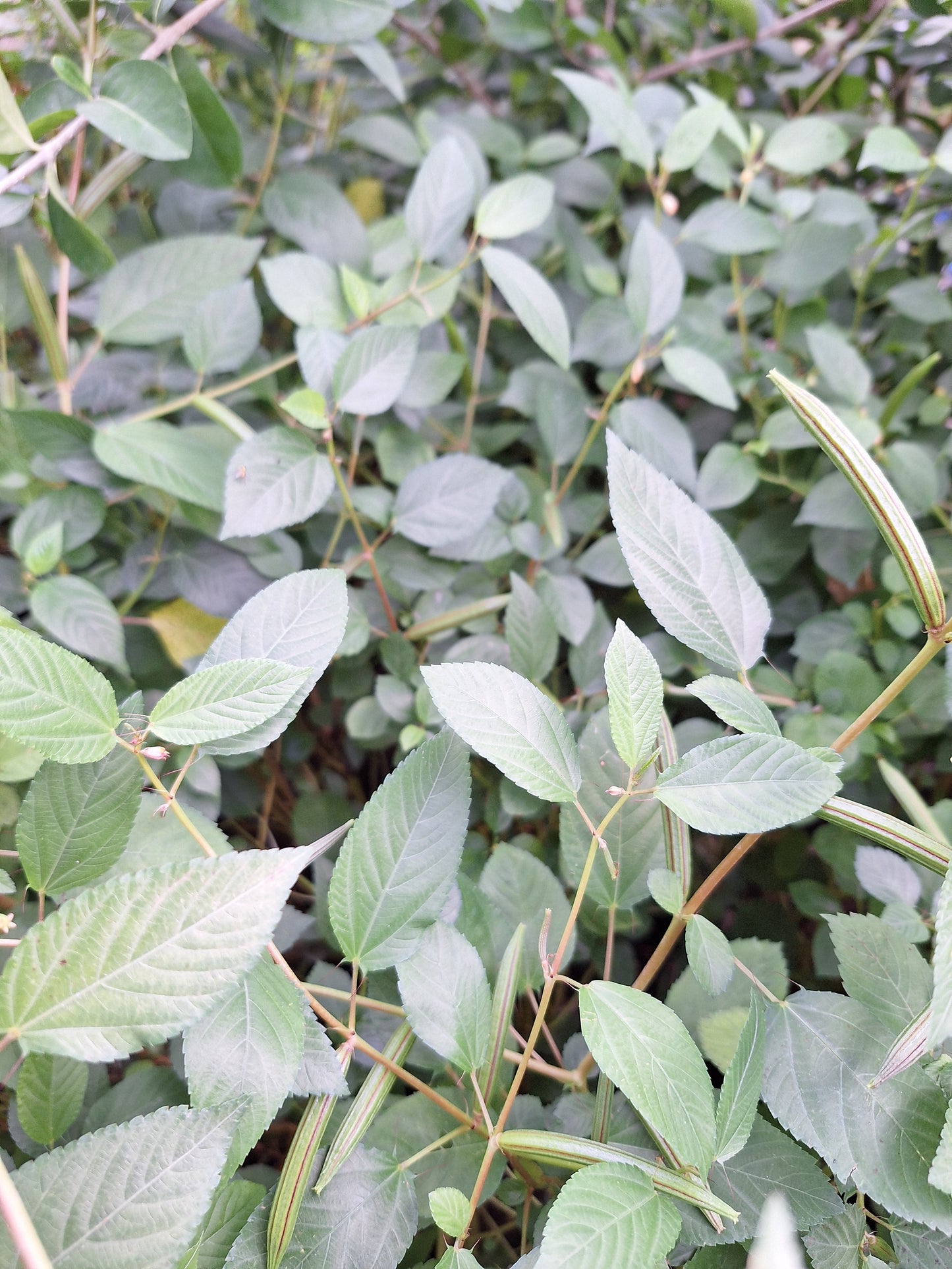 Organic Egyptian Spinach/ Molokhia/ Jute Spinach/ Saluyot