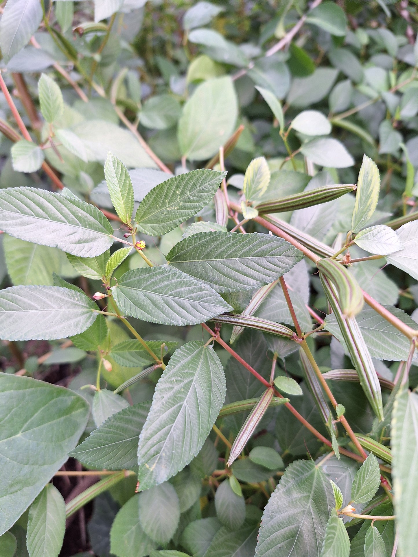 Organic Egyptian Spinach/ Molokhia/ Jute Spinach/ Saluyot