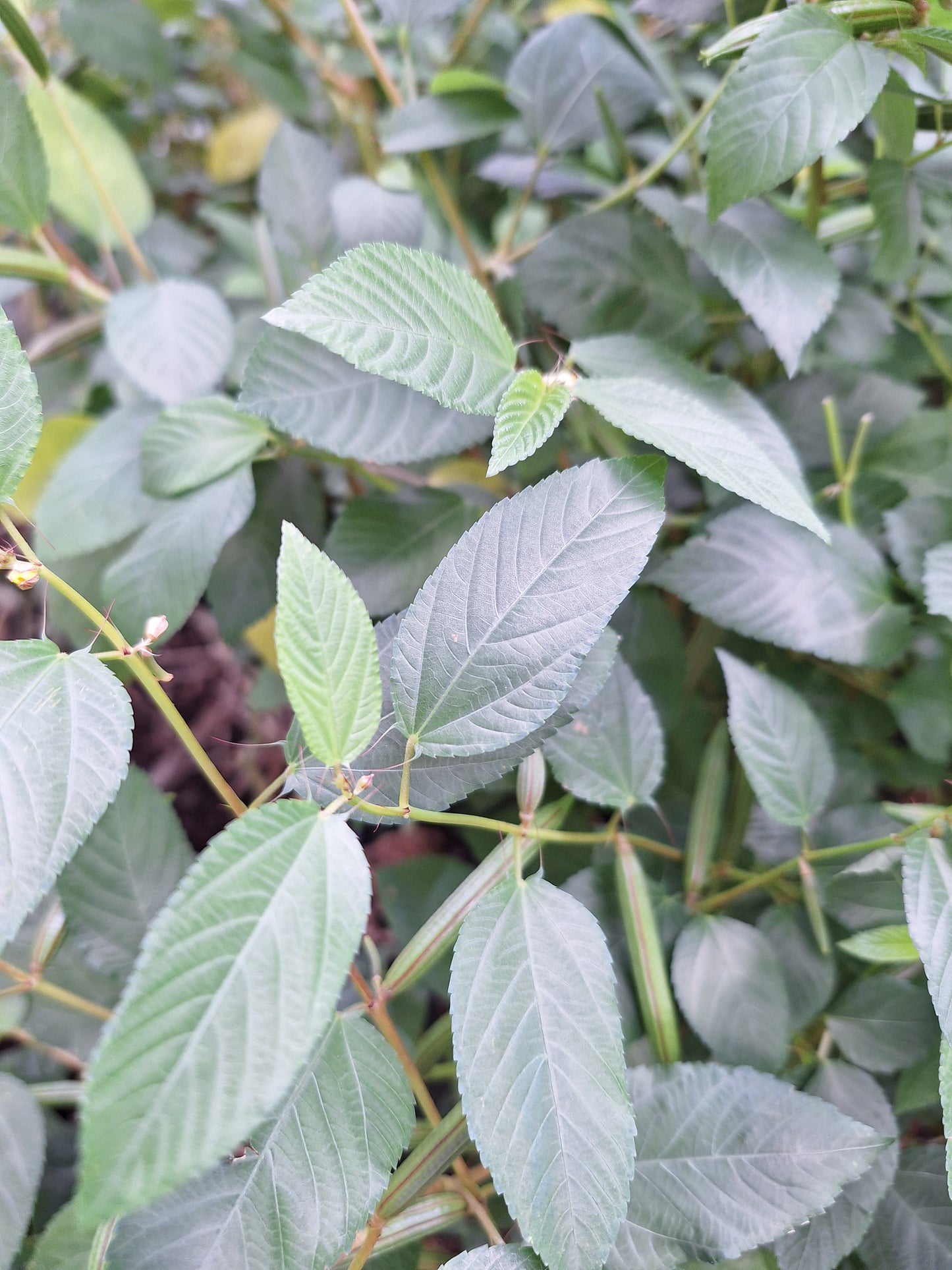 Organic Egyptian Spinach/ Molokhia/ Jute Spinach/ Saluyot