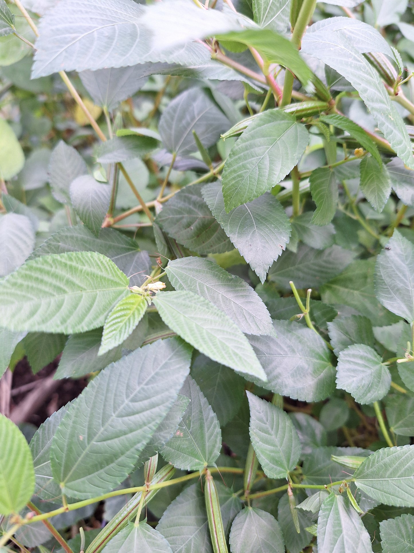 Organic Egyptian Spinach/ Molokhia/ Jute Spinach/ Saluyot