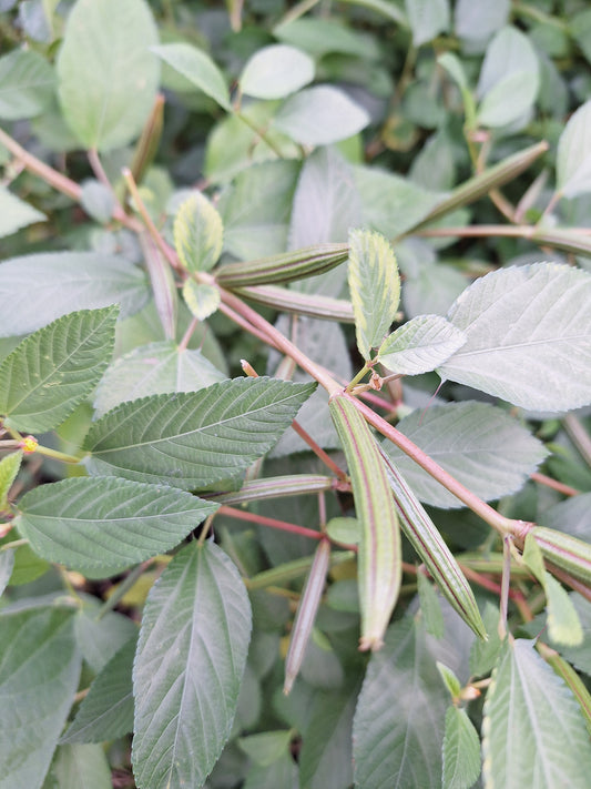 Organic Egyptian Spinach/ Molokhia/ Jute Spinach/ Saluyot