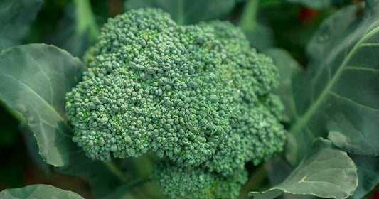 Organic Broccoli Seeds (1/4 tsp or 200+)